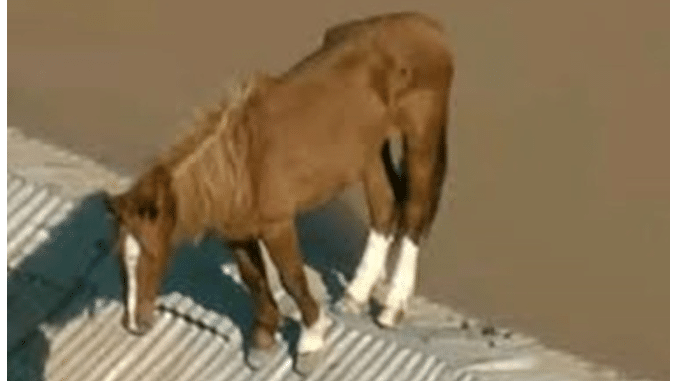 O cavalo Caramelo