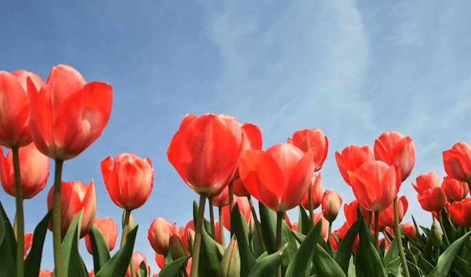 A nova bolha: da mania das tulipas à febre da inteligência artificial